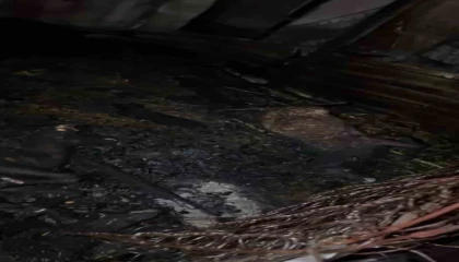 Ahır yandı, 7 hayvan telef oldu