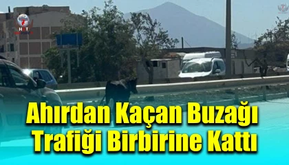 Ahırdan kaçan buzağı, kara yoluna çıkınca sürücülere zor anlar yaşattı