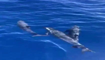 Akdenizde yunusların görsel şöleni