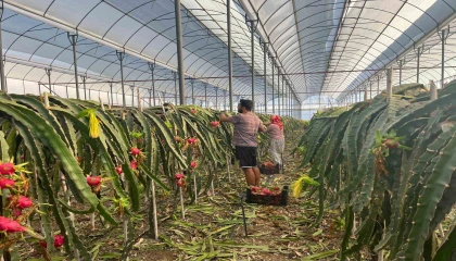Alanyada seralarda ejder meyvesi hasadı başladı