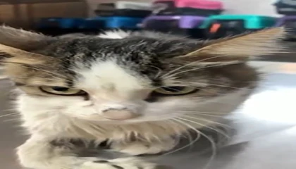 Alanyada yaralı kediye çene ameliyatı