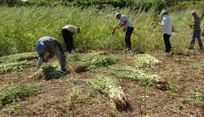 Antalyada altın susamda hasat başladı
