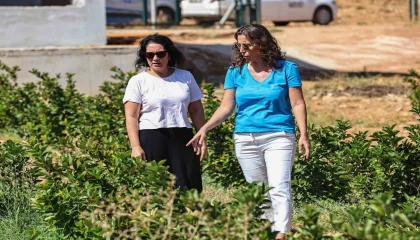 Antalyada aronya ve böğürtlen hasadı bereketi