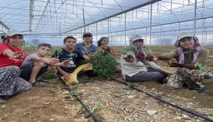 Antalyada güzlük fide dikimleri başladı