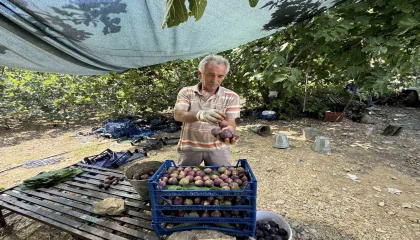 Antalyada siyah incir hasadı başladı