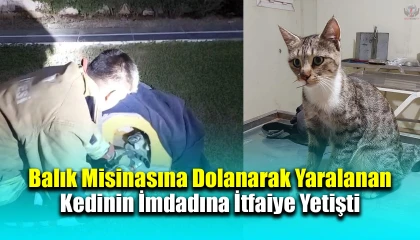 Balık misinasına dolanarak yaralanan kedinin imdadına itfaiye yetişti