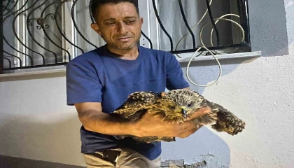 Bulduğu şahine ciğer dürüm söyledi