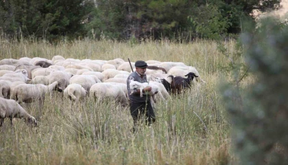 Burdurun dağlarında yarım asırdır koyunların peşinde