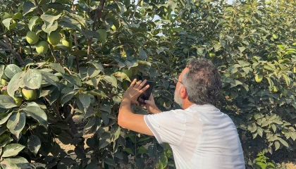 Cennet hurması üreticilerine Akdeniz meyve sineği uyarısı