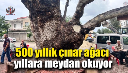 Dev cüsseli 500 yıllık çınar ağacı yıllara meydan okuyor