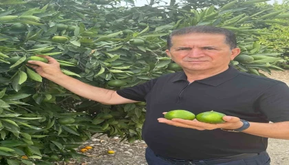 Doğan Turunçgil kesim ve ihraç tarihlerinde sahadaki gerçek üretim şartları dikkate alınmalıdır