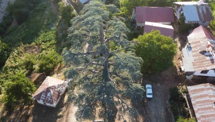 Fekedeki 6 asırlık Toros Sediri görenleri hayran bırakıyor