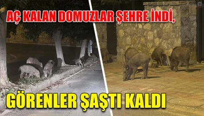 Hatay’da aç kalan domuz sürüsünün şehre indiği anlar kamerada