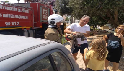 Hatayda palmiyede mahsur kalan kedi ekipler tarafından kurtarıldı