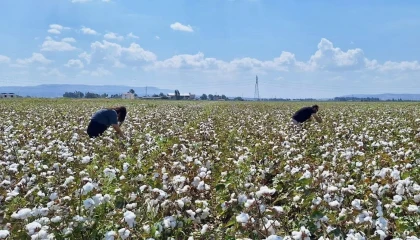 Hatayda pamuk ve soya ekili araziler kontrol edildi