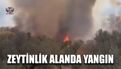 Hatayda zeytinlik alanda çıkan yangın büyümeden söndürüldü