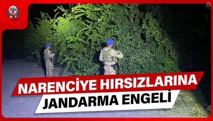 Jandarma ekipleri, narenciye hırsızlarına karşı devriyede