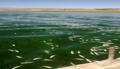 Kahramanmaraşta balık ölümleri
