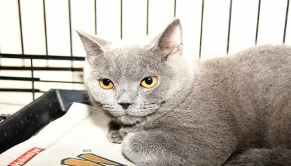 Kemerde 27 köpek ve 122 kedi kısırlaştırıldı