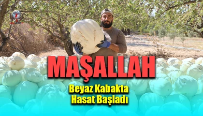 Kilolarca ağırlığa ulaşan tescilli beyaz kabakta hasat başladı