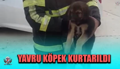 Konteyner altında sıkışıp mahsur kalan yavru köpeği itfaiye ekipleri kurtardı