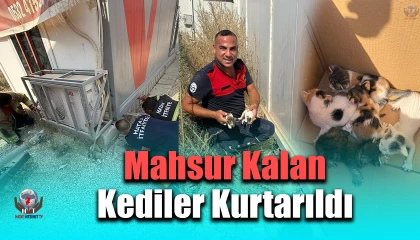 Konteynerin altında mahsur kalan kedileri itfaiye kurtardı