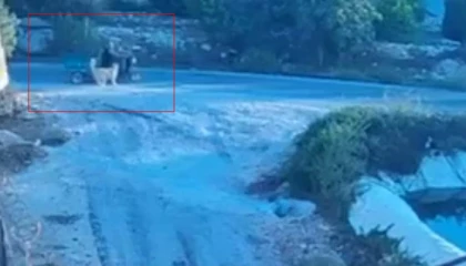 Köpek saldırınca motor devrildi