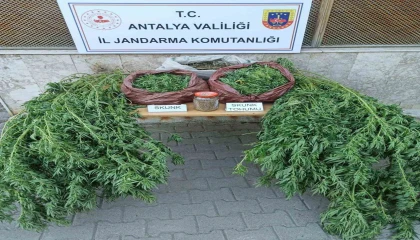 Korkutelinde 11,5 kilo skunk ele geçirildi