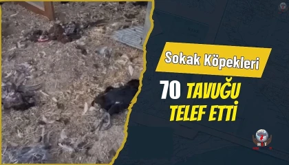 Kümese giren sokak köpekleri 70 tavuğu telef etti