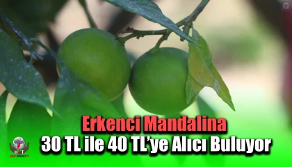 Kuraklığın rekolteyi etkilediği erkenci mandalina, tarladan 30 TL ile 40 TL arasından alıcı buluyor