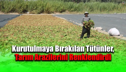 Kurutulmaya bırakılan tütünler, tarım arazilerini renklendirdi