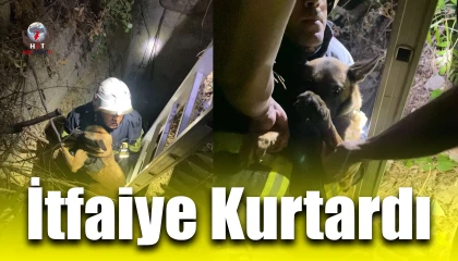 Kuyuya düşen köpeği itfaiye kurtardı
