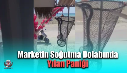 Marketin soğutma dolabına giren yılanı, itfaiye yakaladı