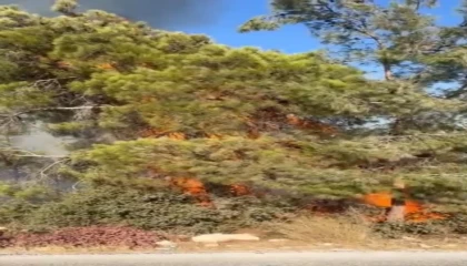 Mersin Erdemlide orman yangını büyümeden söndürüldü