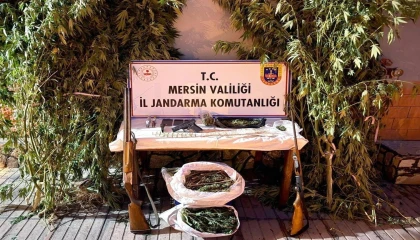 Mersinde bahçelerine kenevir eken 3 şüpheli yakalandı