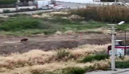Mersinde domuz sürüsü köpeği kovaladı: O anlar kamerada