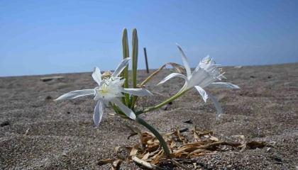 Nesli tükenmekte olan kum zambaklarını koparmanın cezası dudak uçuklatıyor