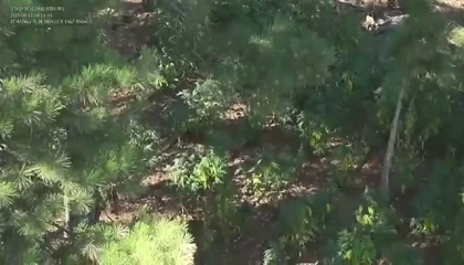 Ormanda uyuşturucu yetiştirmişler: 2 gözaltı