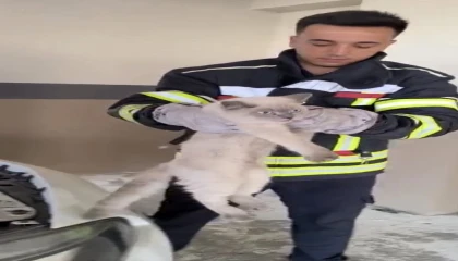 Osmaniyede araç motoruna sıkışan kedi kurtarıldı