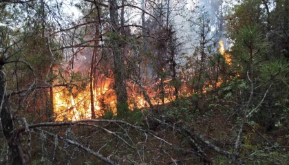 Osmaniyede çıkan orman yangını söndürüldü