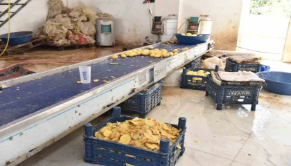 Otel ve restoranlara verilen 1,5 ton işlenmiş patates imha edildi