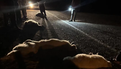 Otomobilin çarptığı 11 hayvan telef oldu