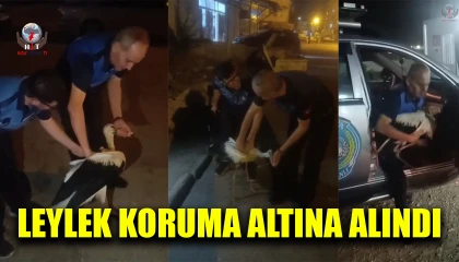 Reyhanlıda bitkin halde bulunan leylek, zabıta ekiplerince koruma altına alındı