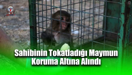 Sahibinin tokatladığı maymun koruma altına alındı