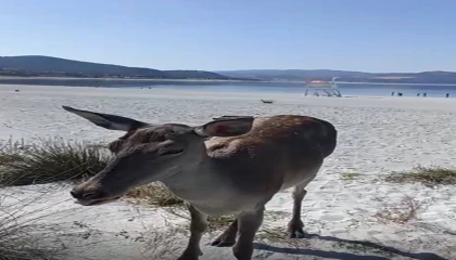 Salda Gölüne inen geyik cep telefonu kamerasına yansıdı