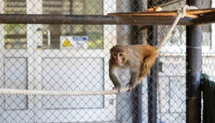 Şiddet mağduru maymun Mersinde koruma altına alındı