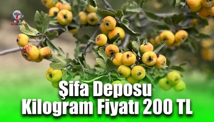 Şifa deposu alıçta hasat başladı: Kilogram fiyatı 200 TLden alıcı buluyor