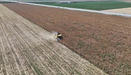 Son 65 yılın ek kurak yılının yaşandığı Amik Ovasında mısır hasadında rekolte kaybı yaşandı