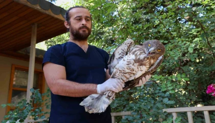 Soyu tükenme tehlikesindeki yaralı yılan kartalı yeniden doğaya döndü