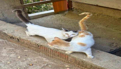 Tarım Müdürlüğünden mikroçip zorunluluğu uyarısı